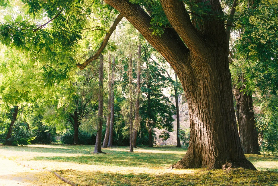 Exploring Farmers Branch: Top Attractions and Activities for Every Visitor