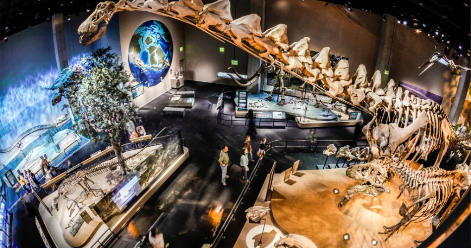 10 Best Dallas Kids Attractions
