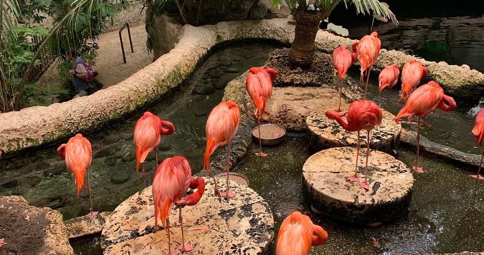10 Best Dallas Kids Attractions