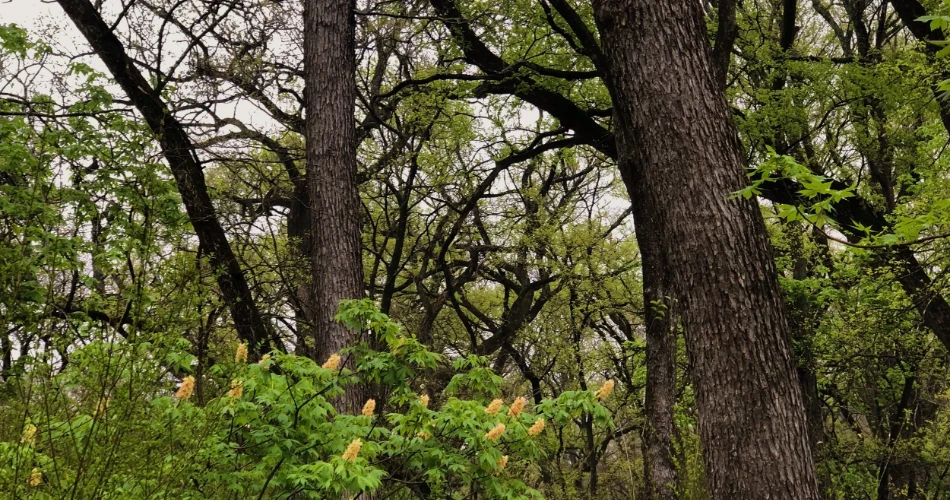 10 Best Hikes in Dallas and Trails in Dallas, TX